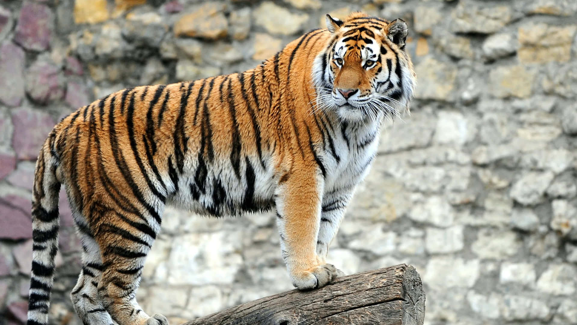 Enfascinerende Tiger-oplevelse I Naturen.