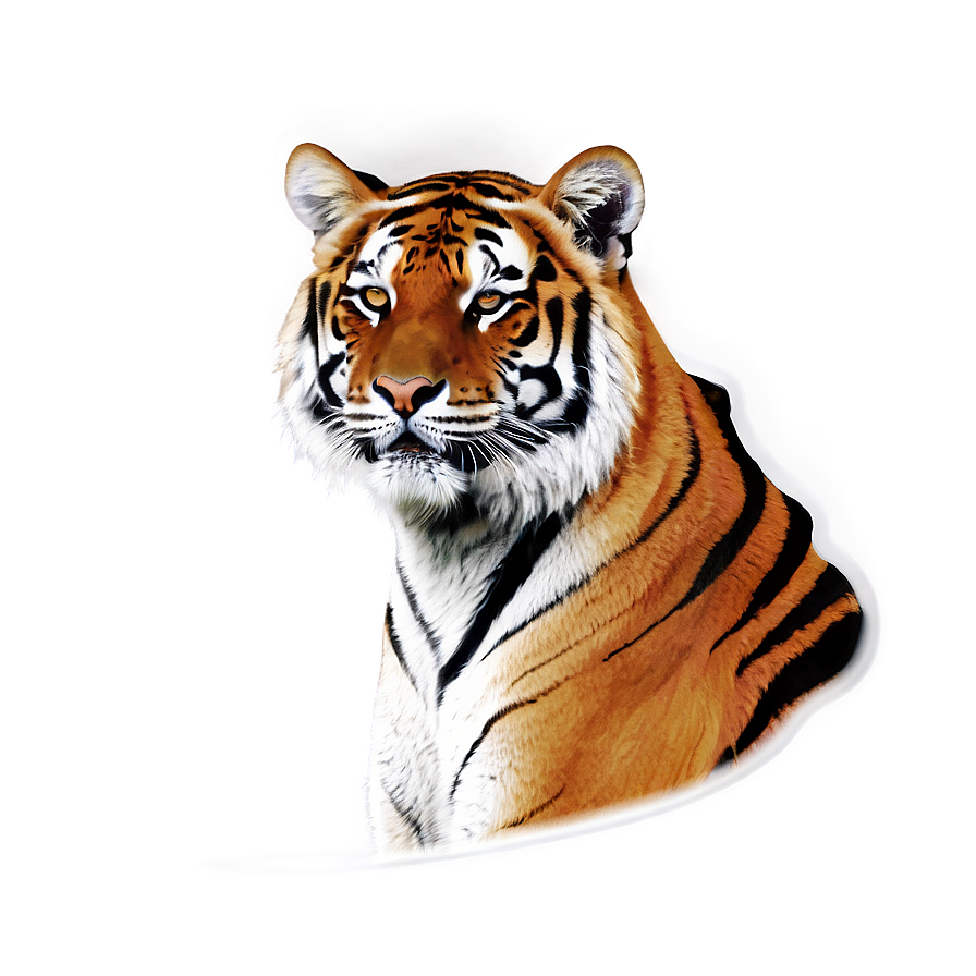 Tiger Portrait Png 33 PNG