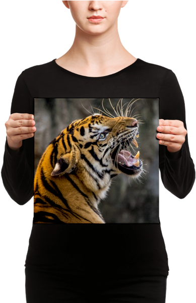 Tiger Portraiton Canvas PNG