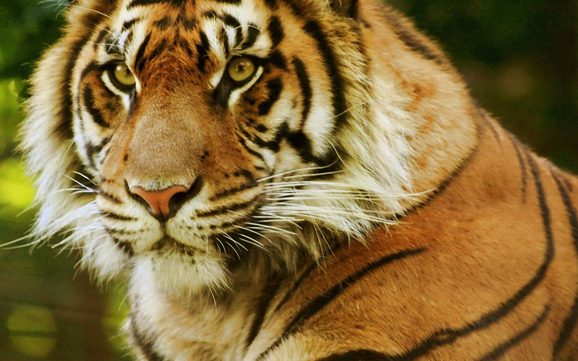 Tiger Predator Eyes Portrait