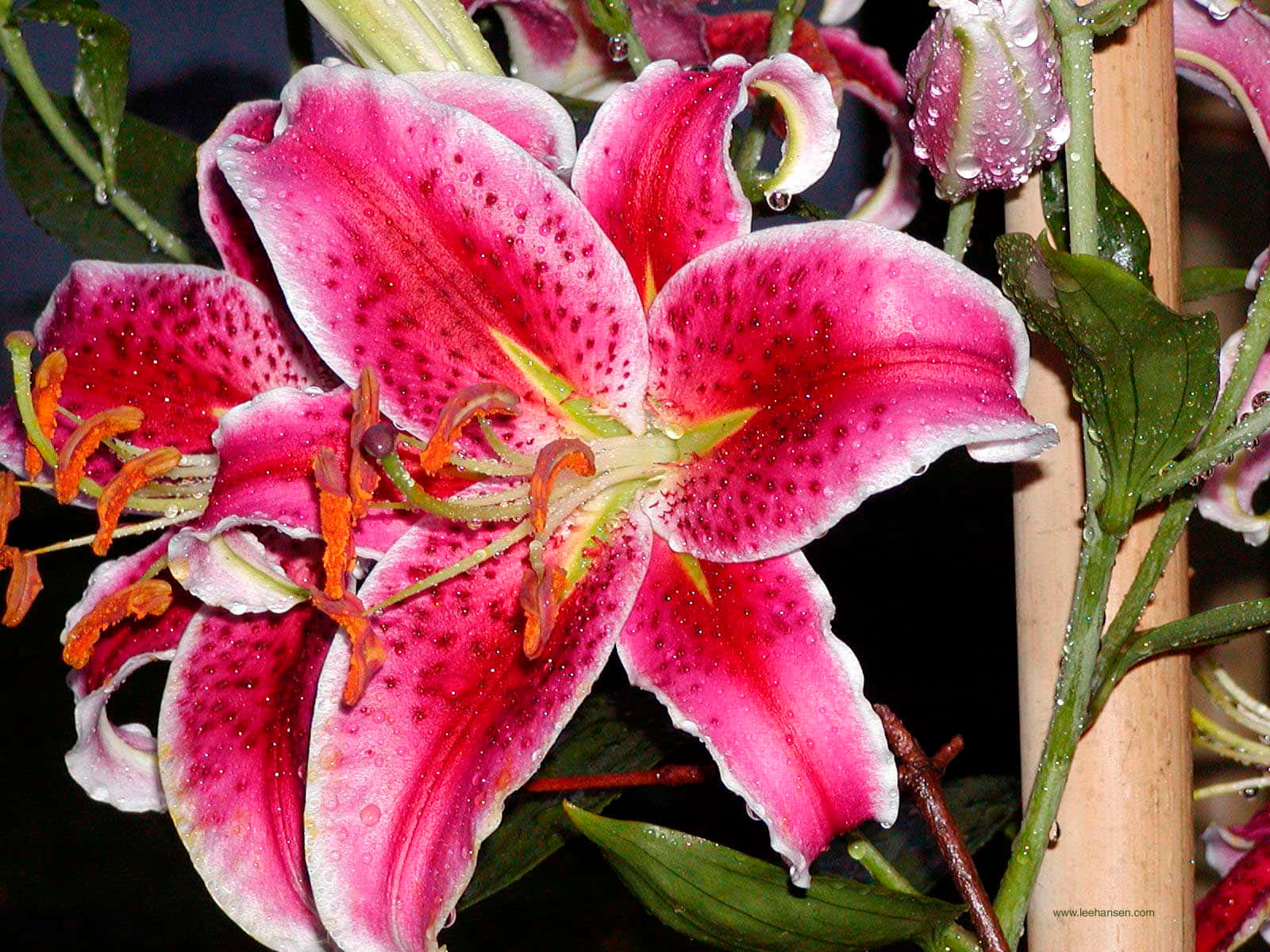 Tiger Red Lily Flower Wallpaper