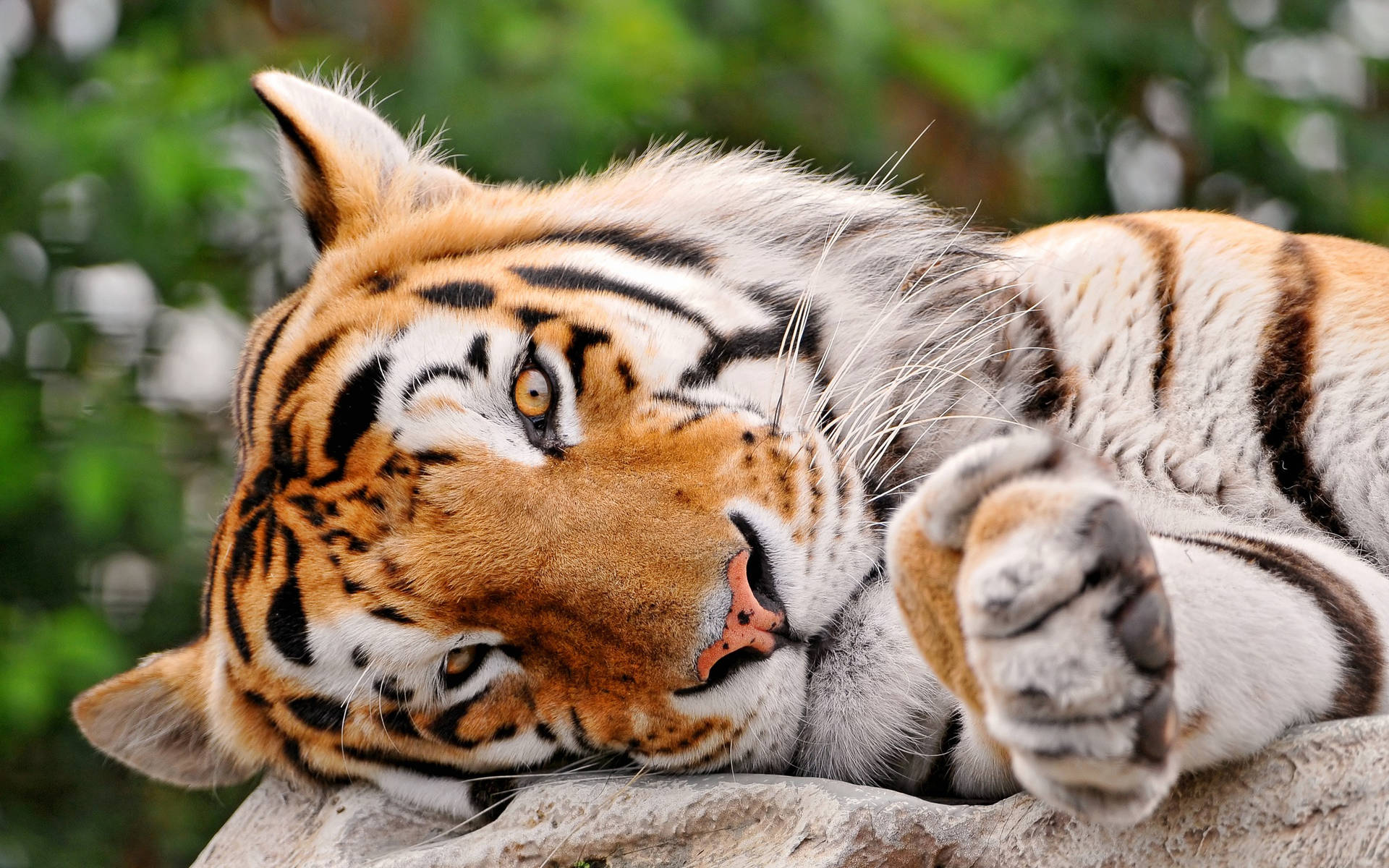 Tiger Relaxing A Lazy Afternoon Wallpaper