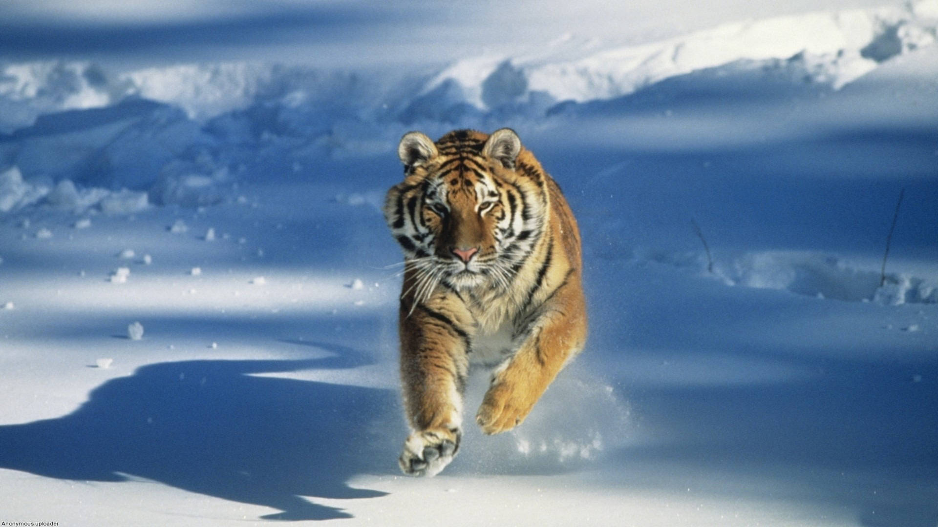 Tiger Running In Snow