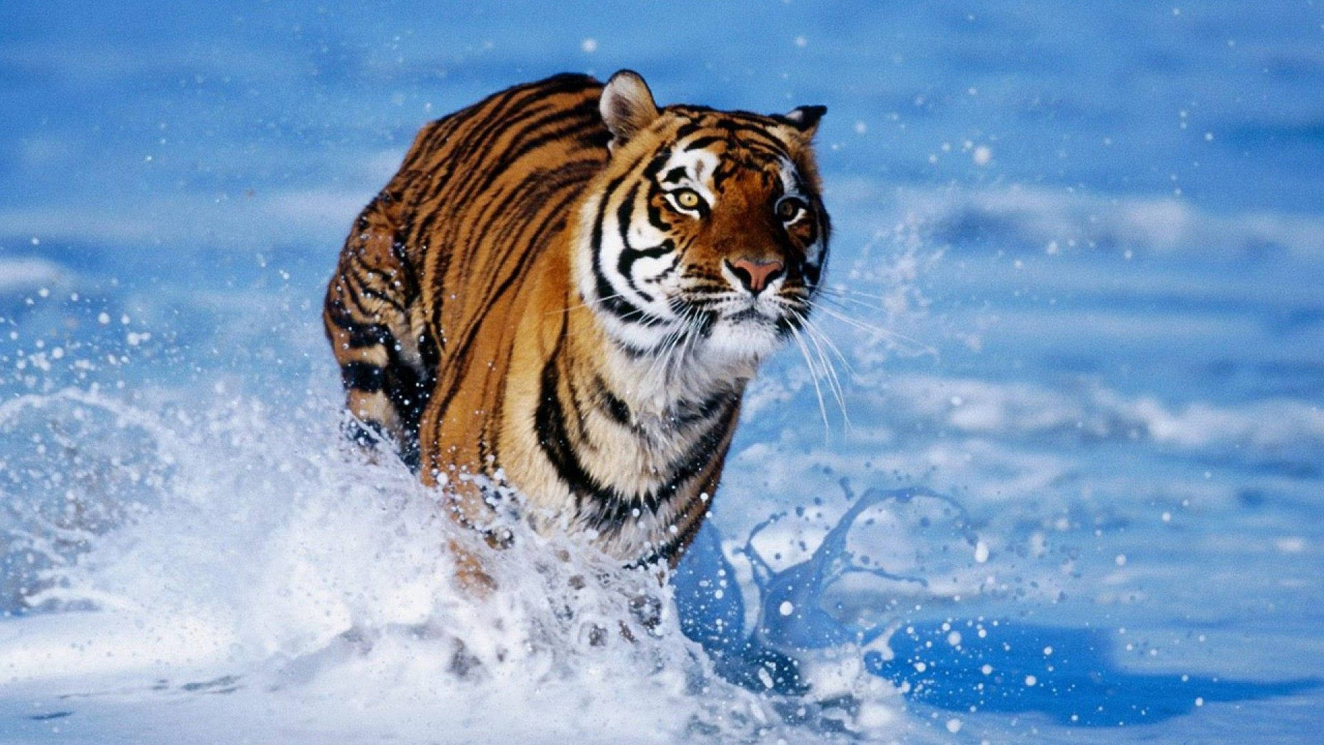 A majestic Tiger running through the water Wallpaper