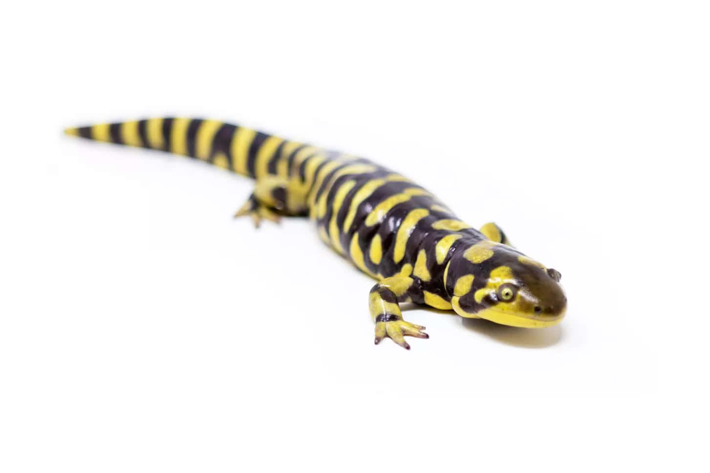 Tiger Salamanderon White Background Wallpaper