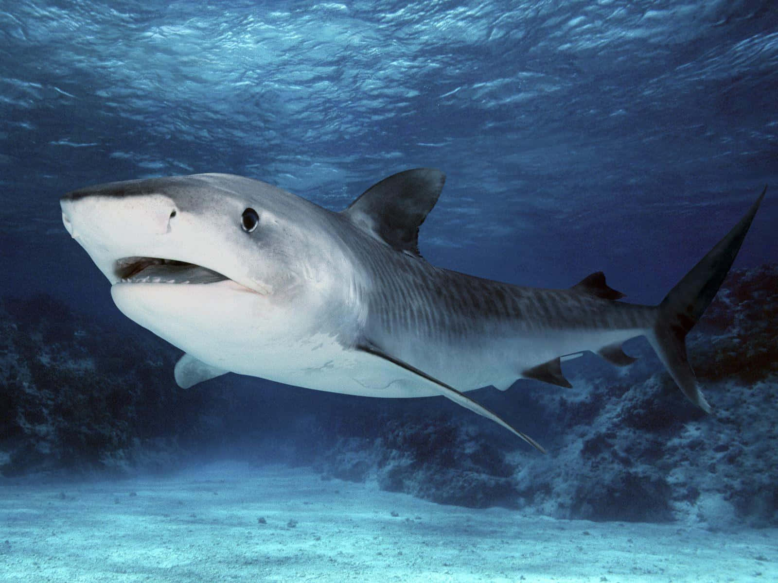 Tiger Shark Swimming Underwater Wallpaper