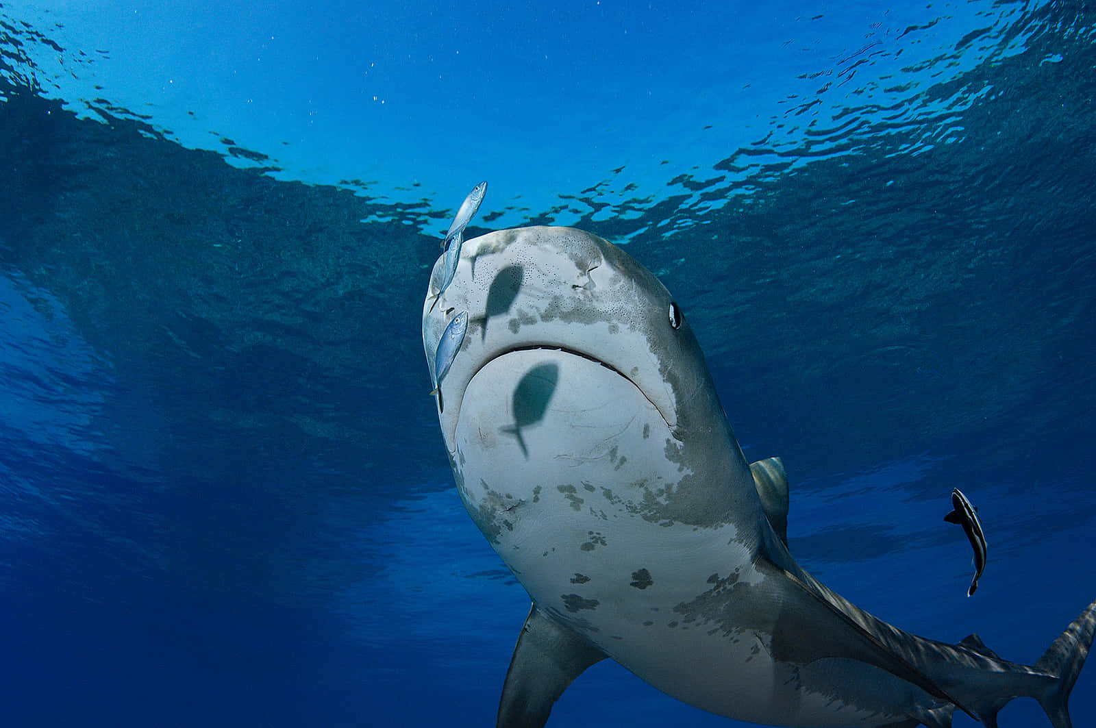 Tiger Shark Underwater Encounter Wallpaper