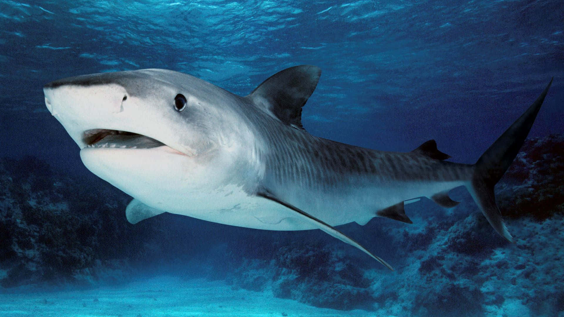 Tiger Shark Underwater Predator Wallpaper