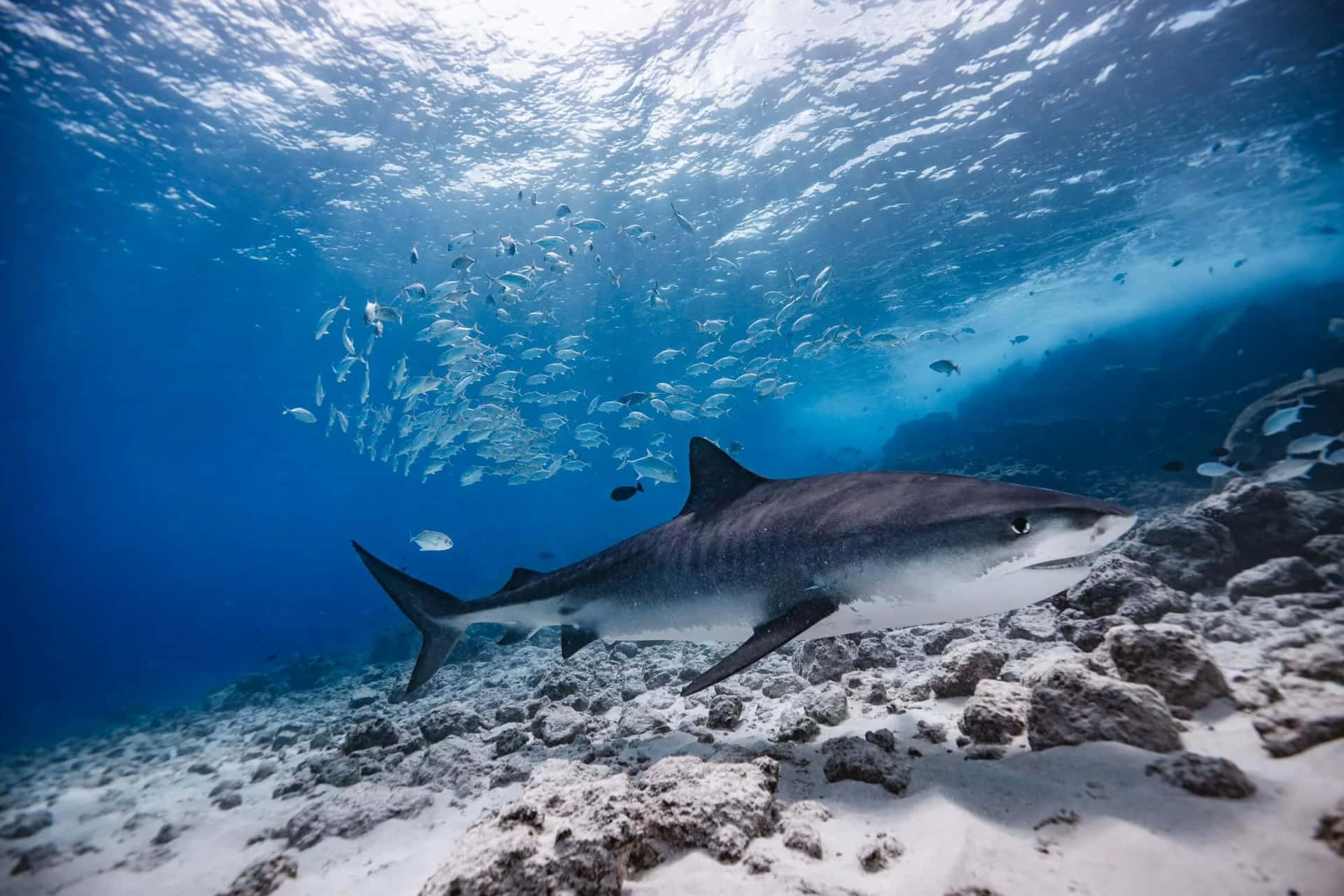 Tiger Shark Underwater Realm Wallpaper