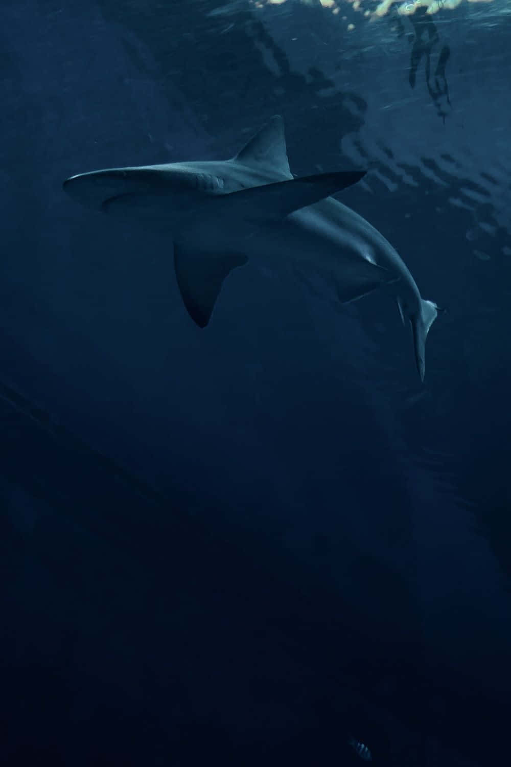 Tiger Shark Underwater Serenity Wallpaper