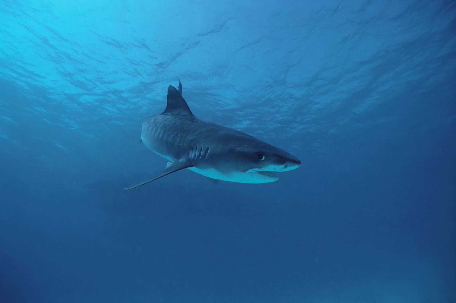 Tiger Shark Underwater Swimming Wallpaper
