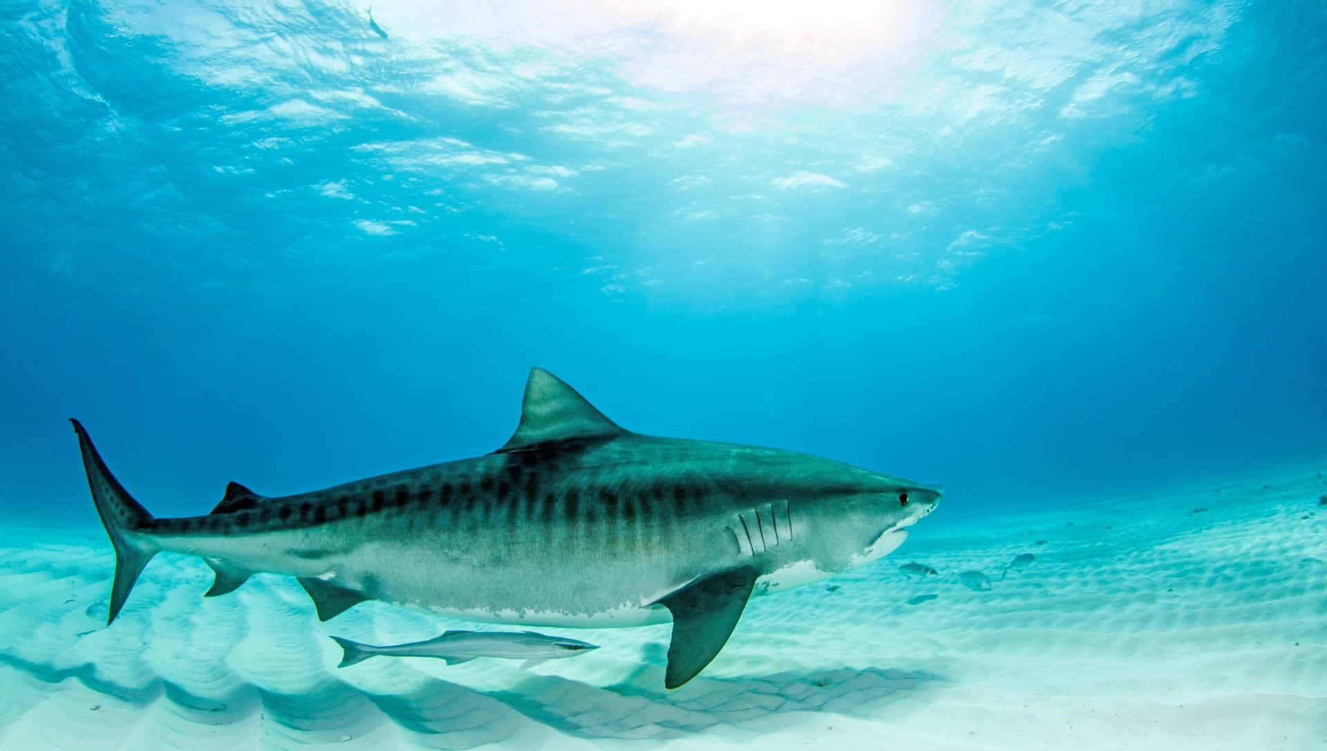 Tiger Shark Underwater Swimming Wallpaper