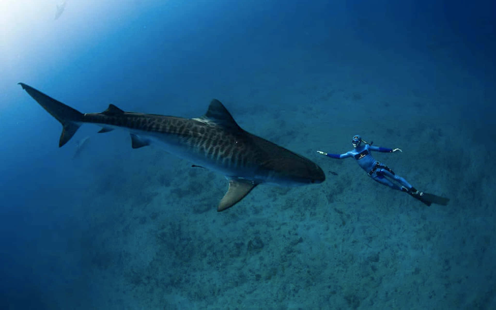Tiger Sharkand Diver Encounter Wallpaper