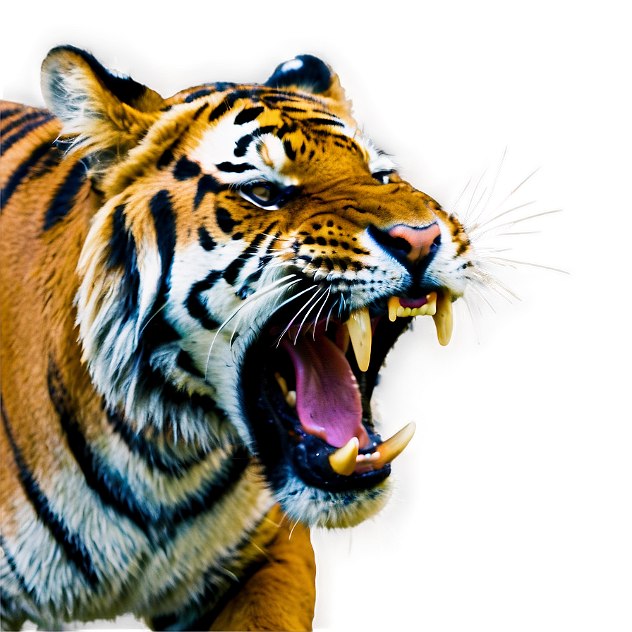 Tiger Showing Teeth Png Rwm PNG