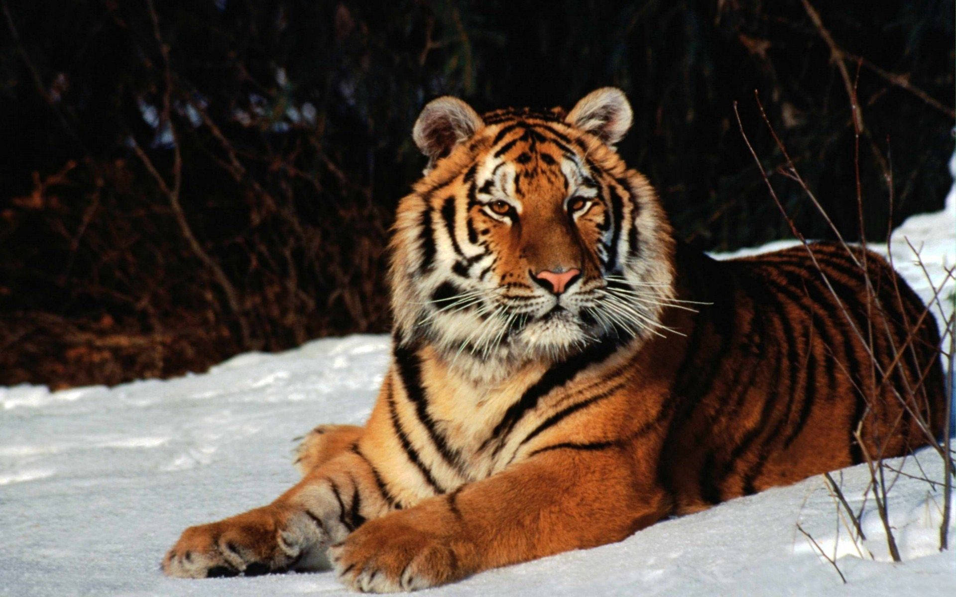 Tiger Sitting On Snow Background