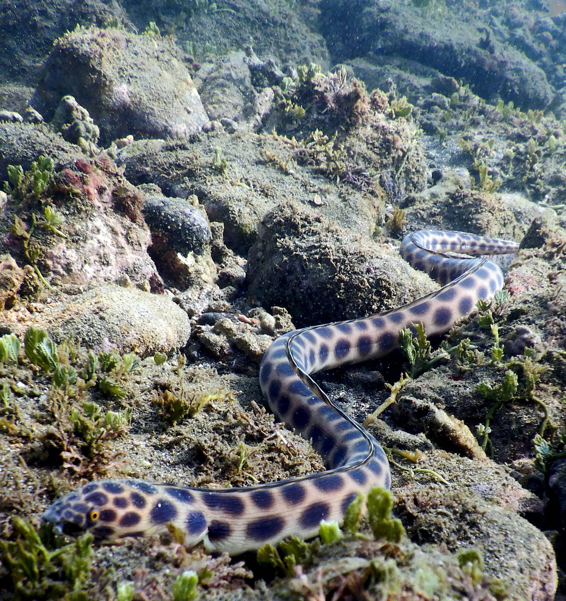 Tigreserpente Anguilla Pesce Che Si Arrampica Sui Reef Sfondo