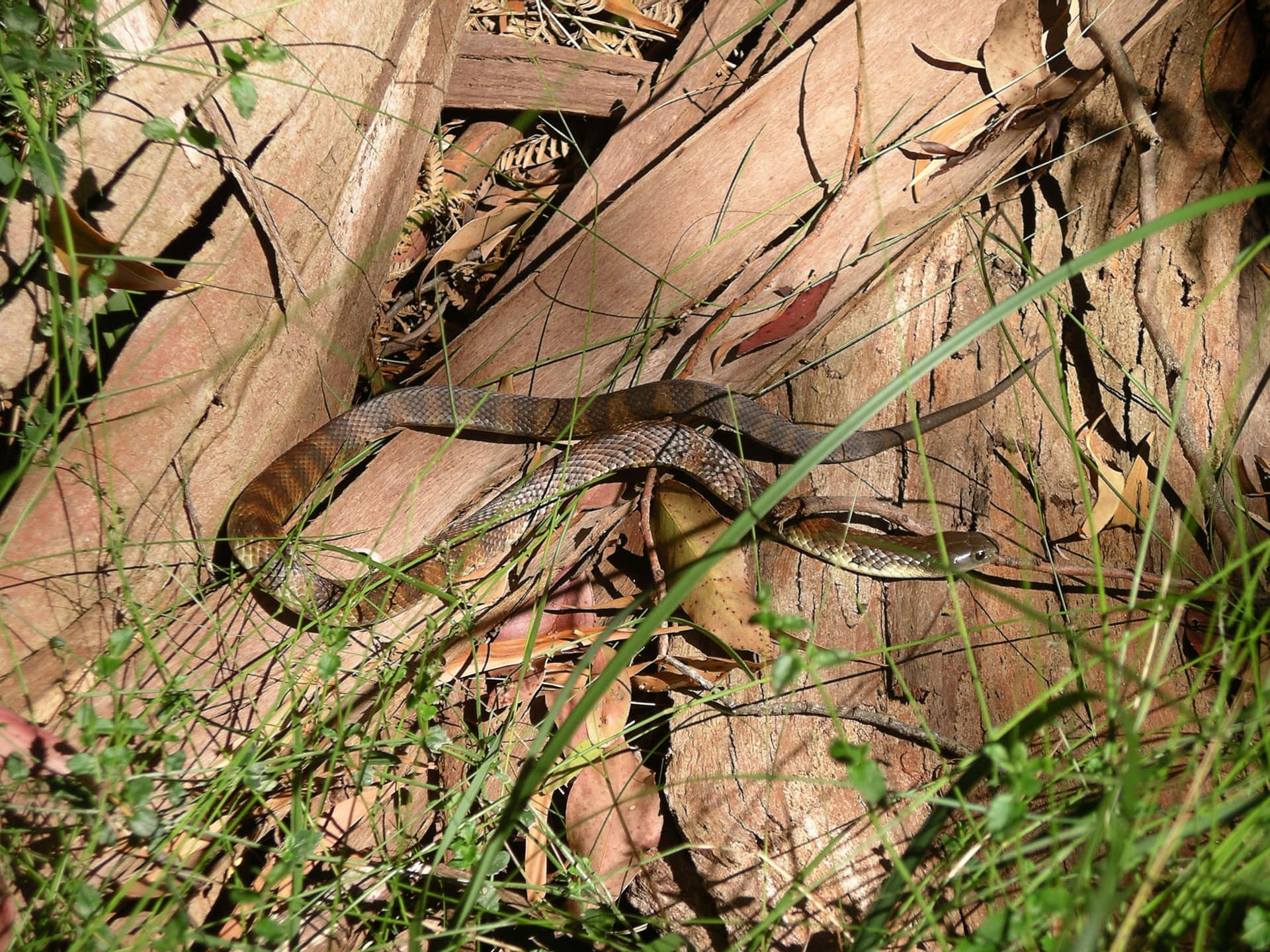 Tiger Snakein Natural Habitat Wallpaper