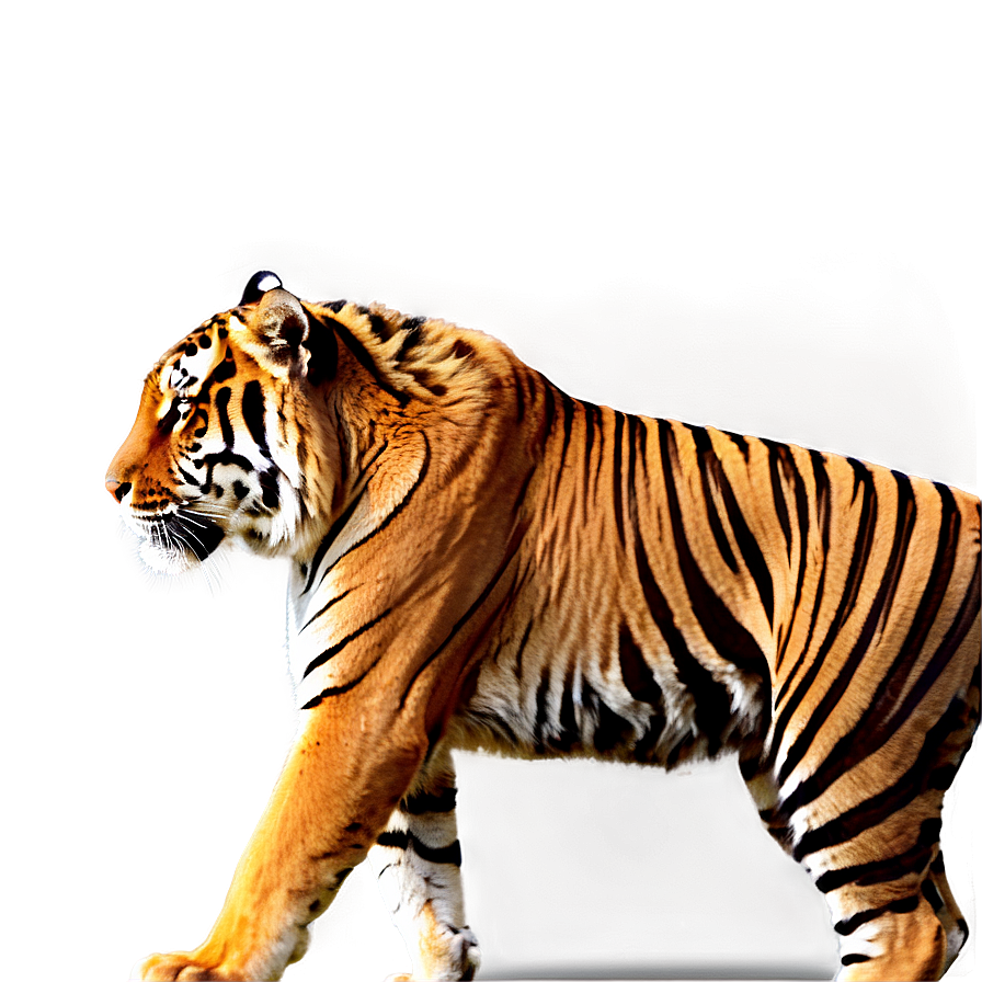 Download Tiger Walking Png Era | Wallpapers.com