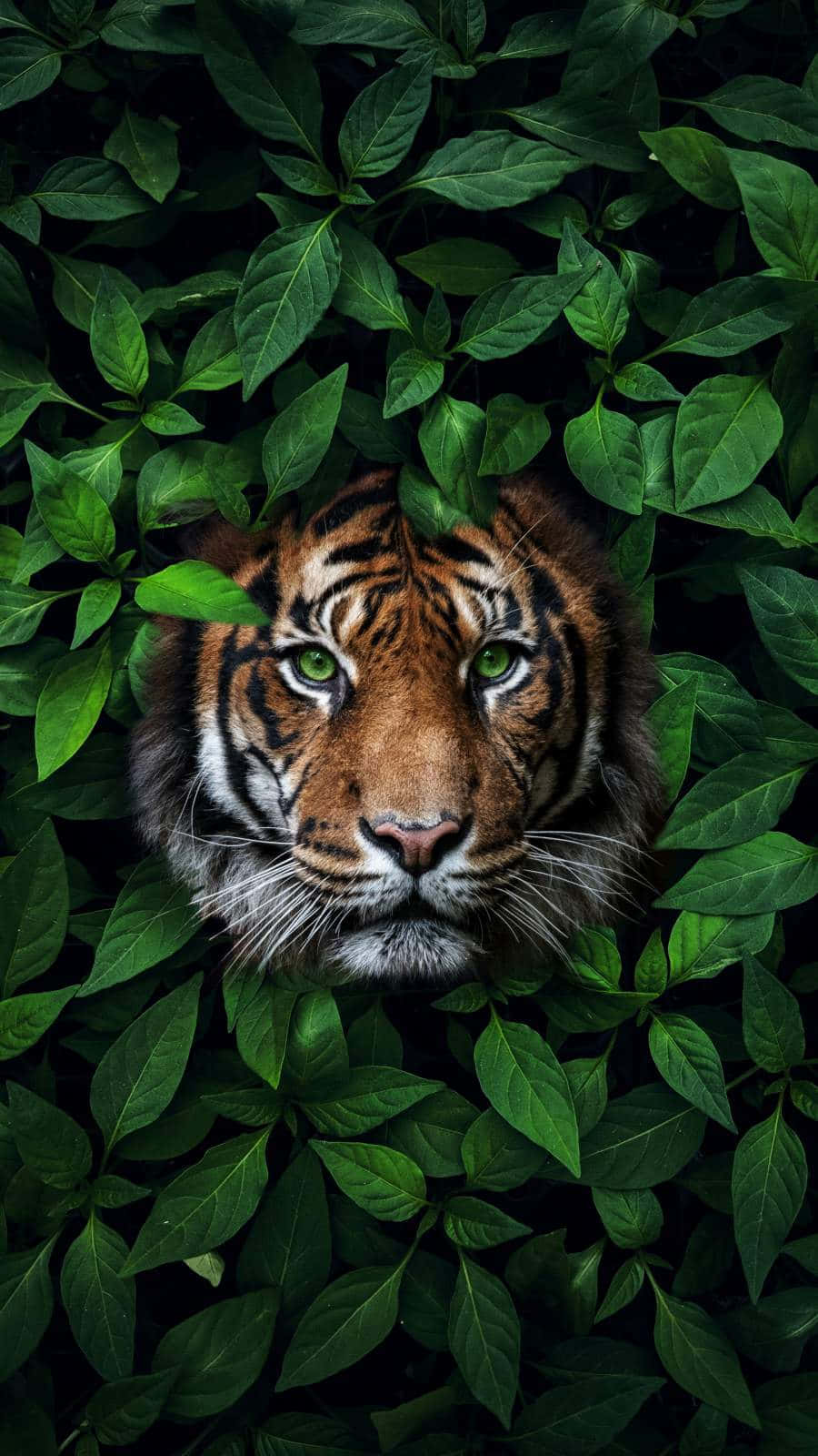 Tiger With Green Eyes In Bush Background