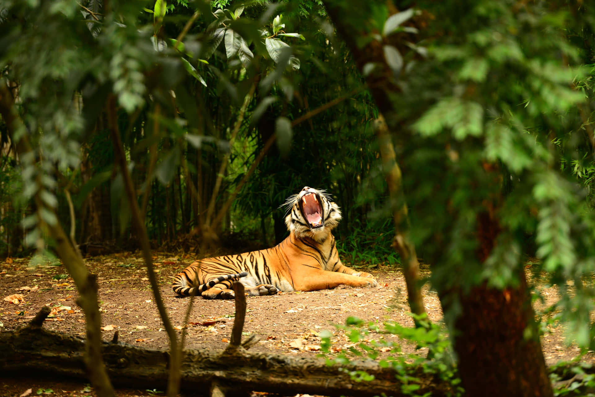 Tiger Yawning Melbourne Zoo Wallpaper