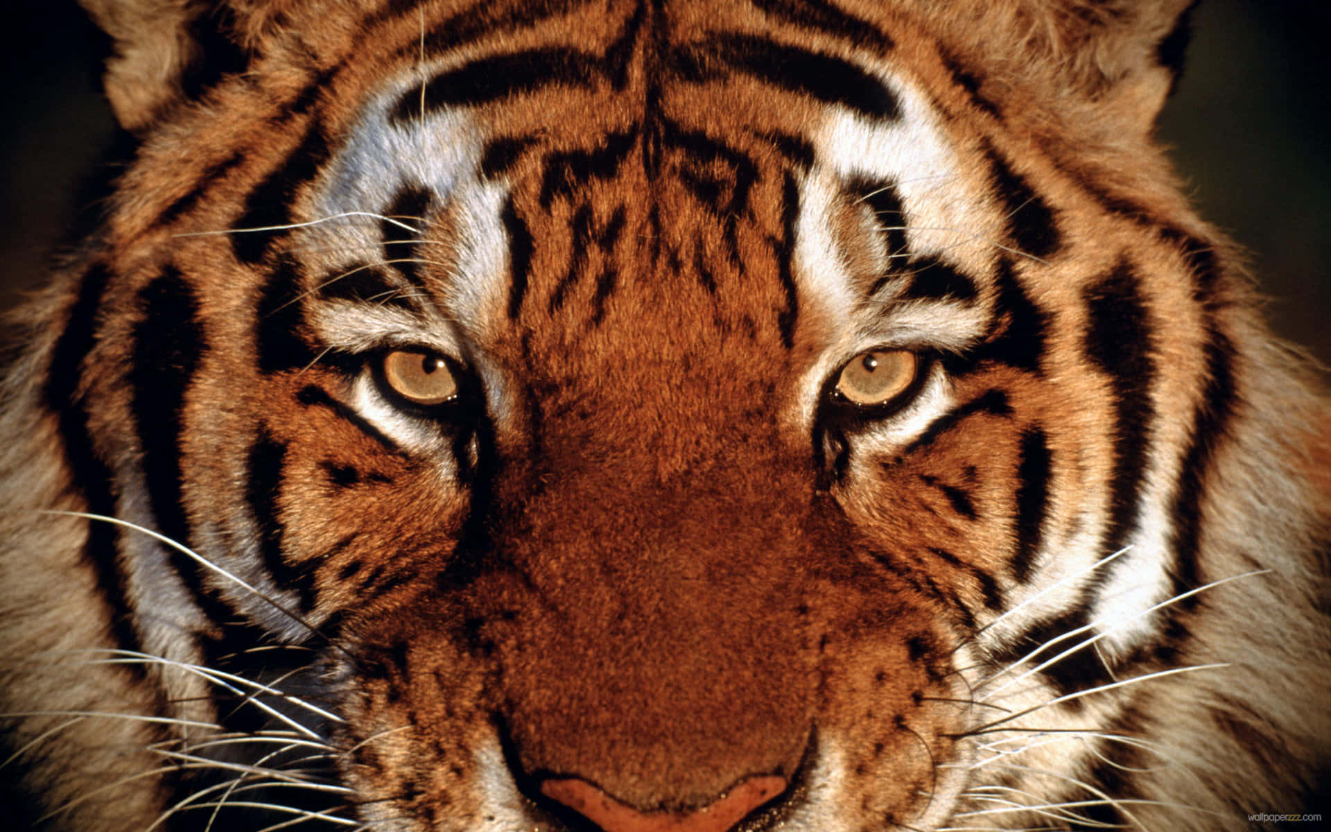 Tigeransiktsbilder