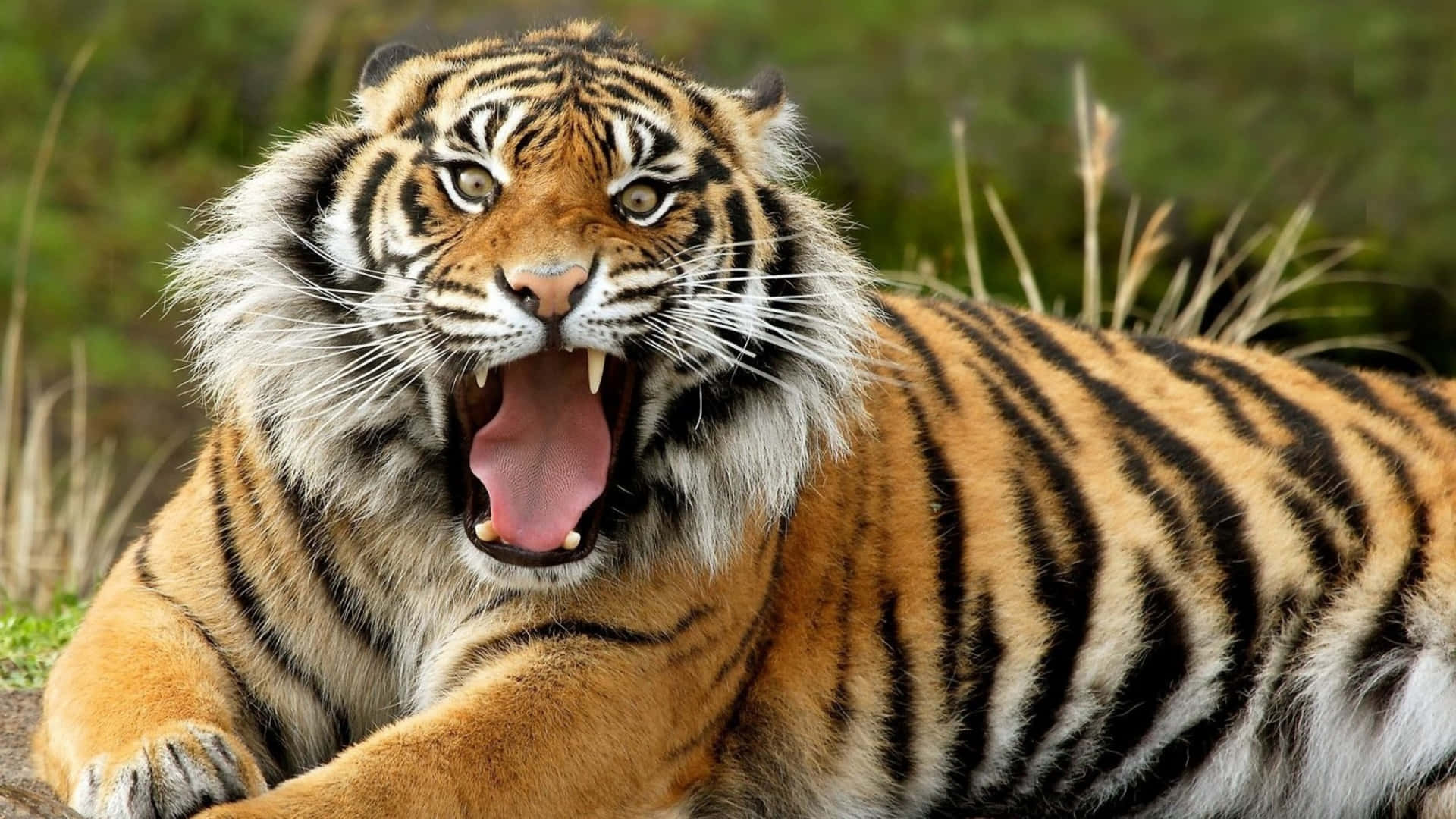 Tigerface Bilder