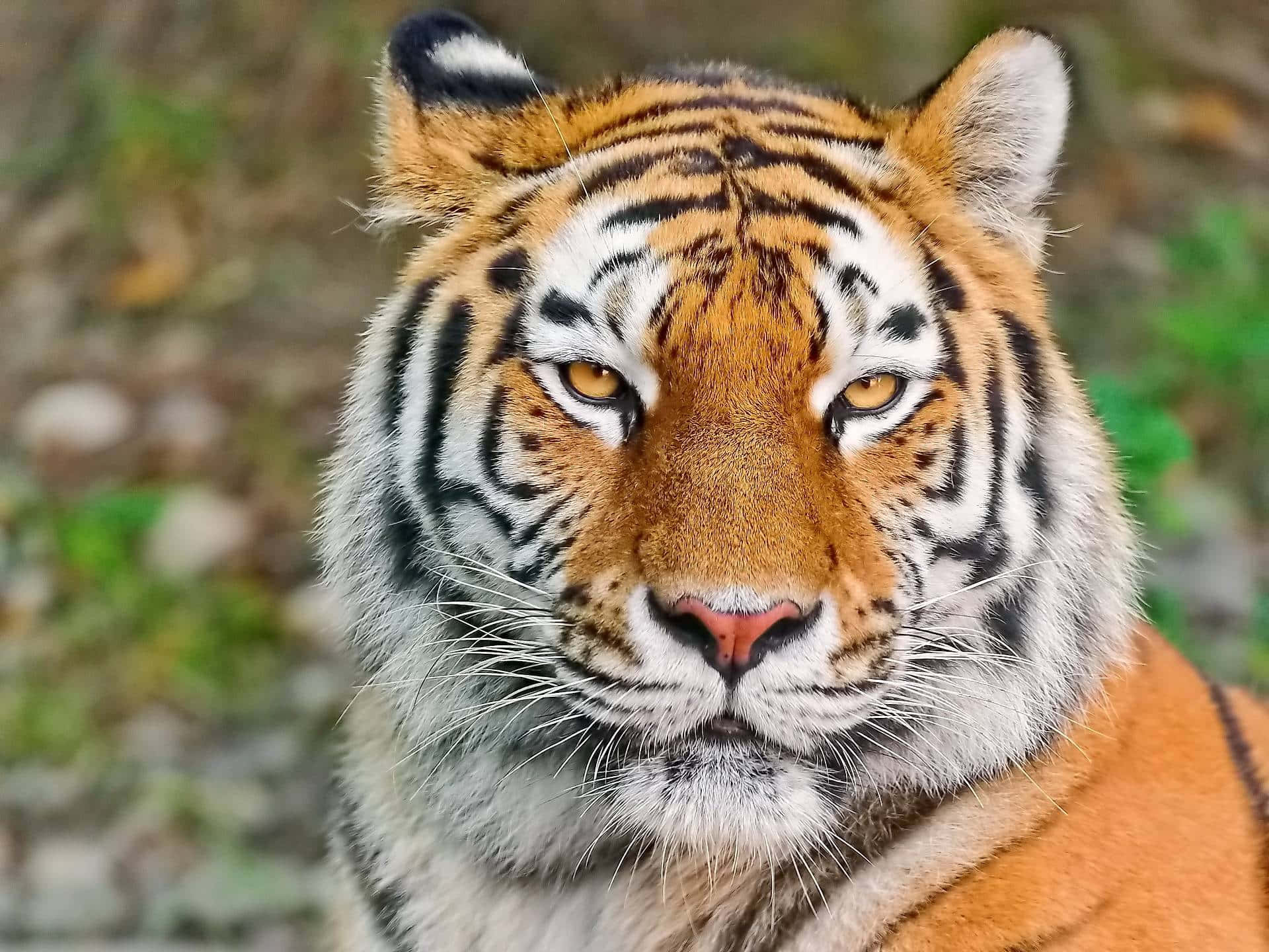Tigerface-bilder