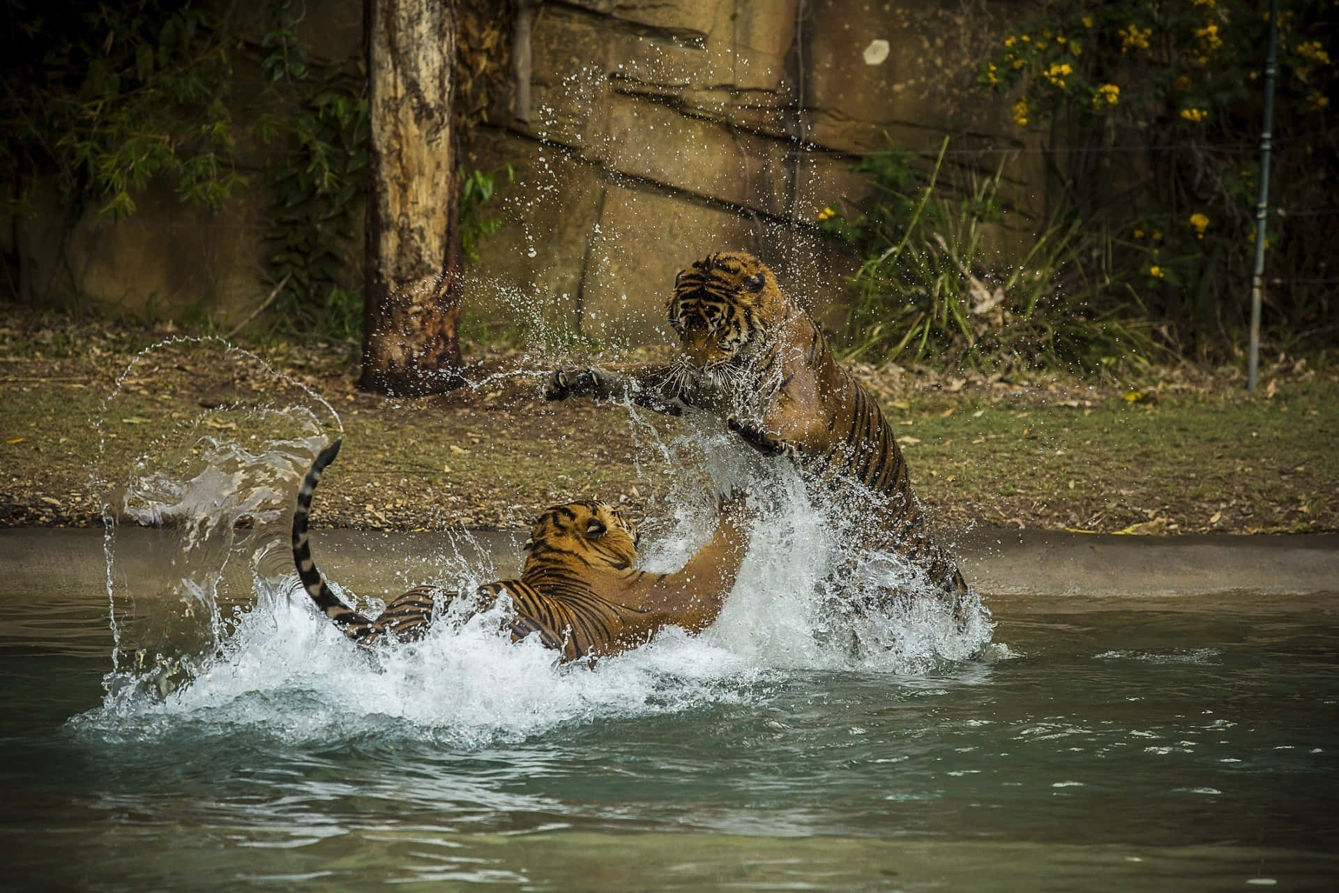 Tigers_ Splashing_ Water_ Fight.jpg Wallpaper