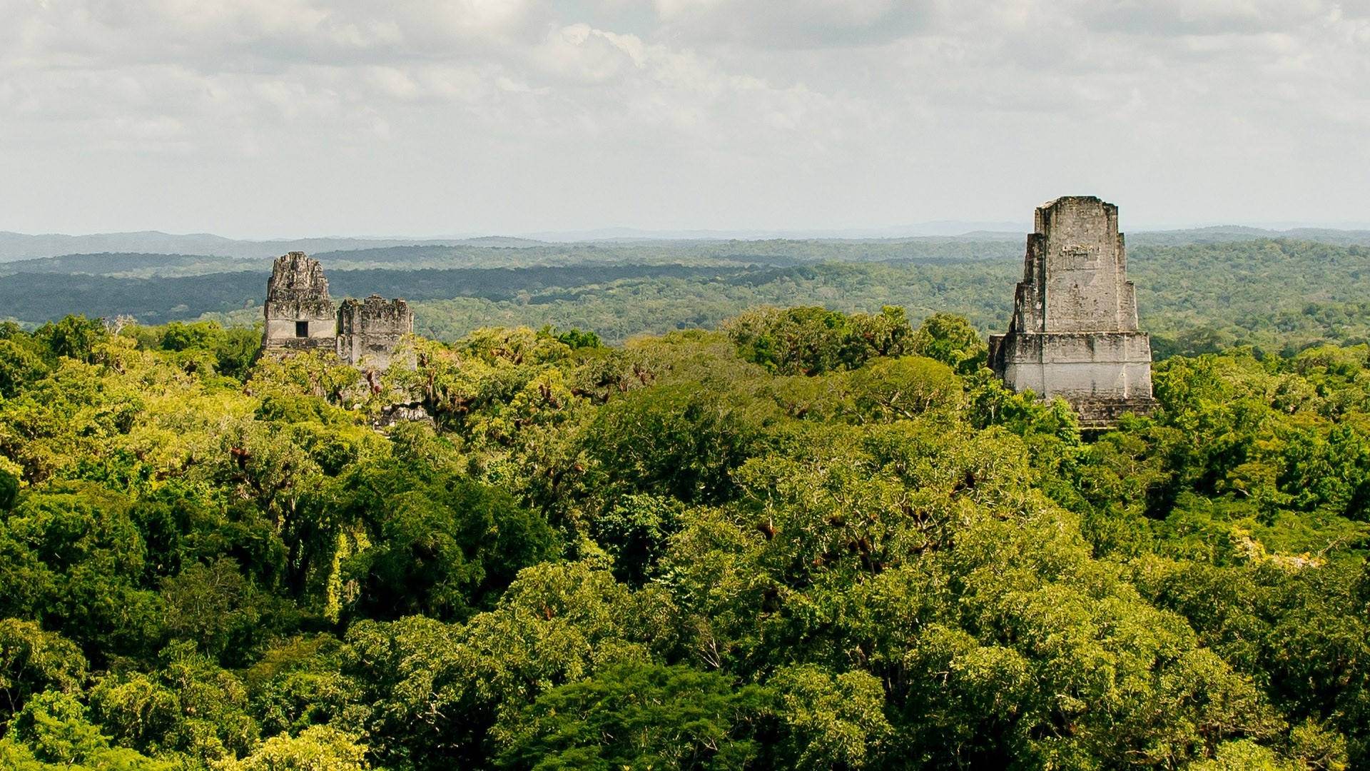 Tikalfra Gli Alberi Sfondo