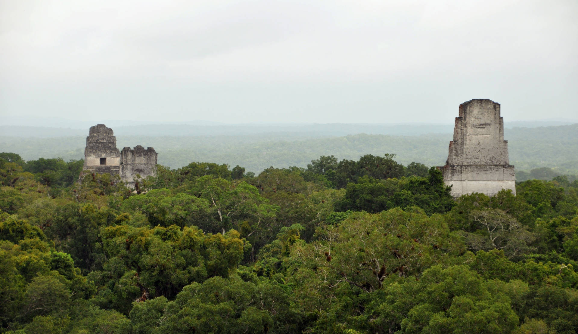 Vistadella Foresta Di Tikal Sfondo