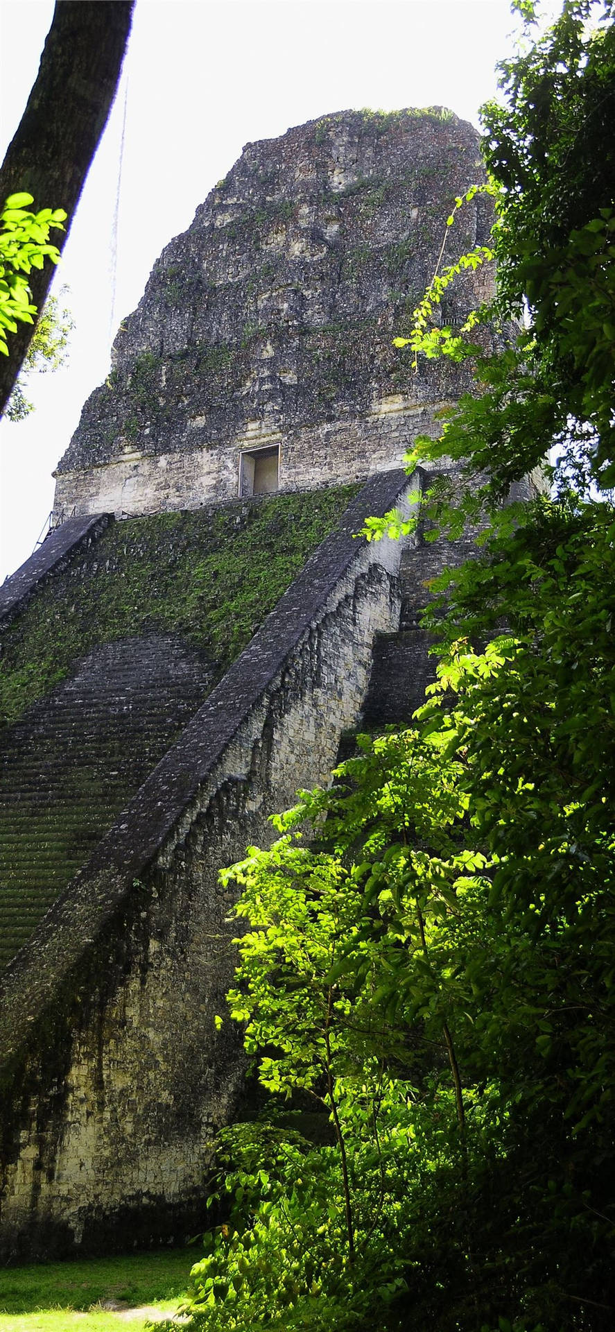 Tikal Partially Hidden Wallpaper