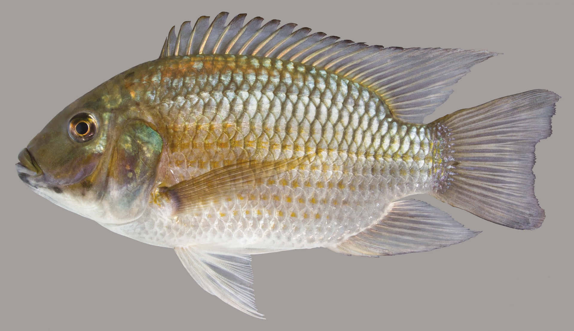 Tilapia Fish Isolatedon White Background Wallpaper