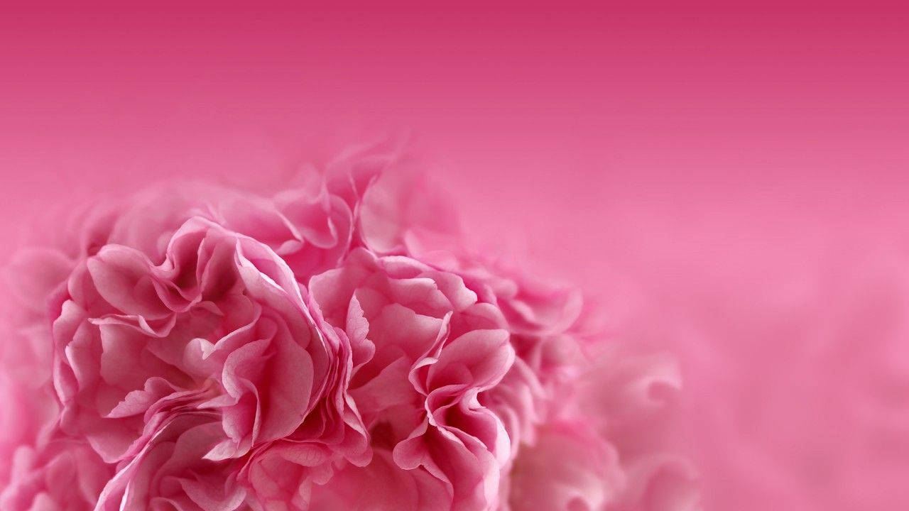 Desenfoquede Inclinación-desplazamiento De Flores De Clavel Rosado. Fondo de pantalla