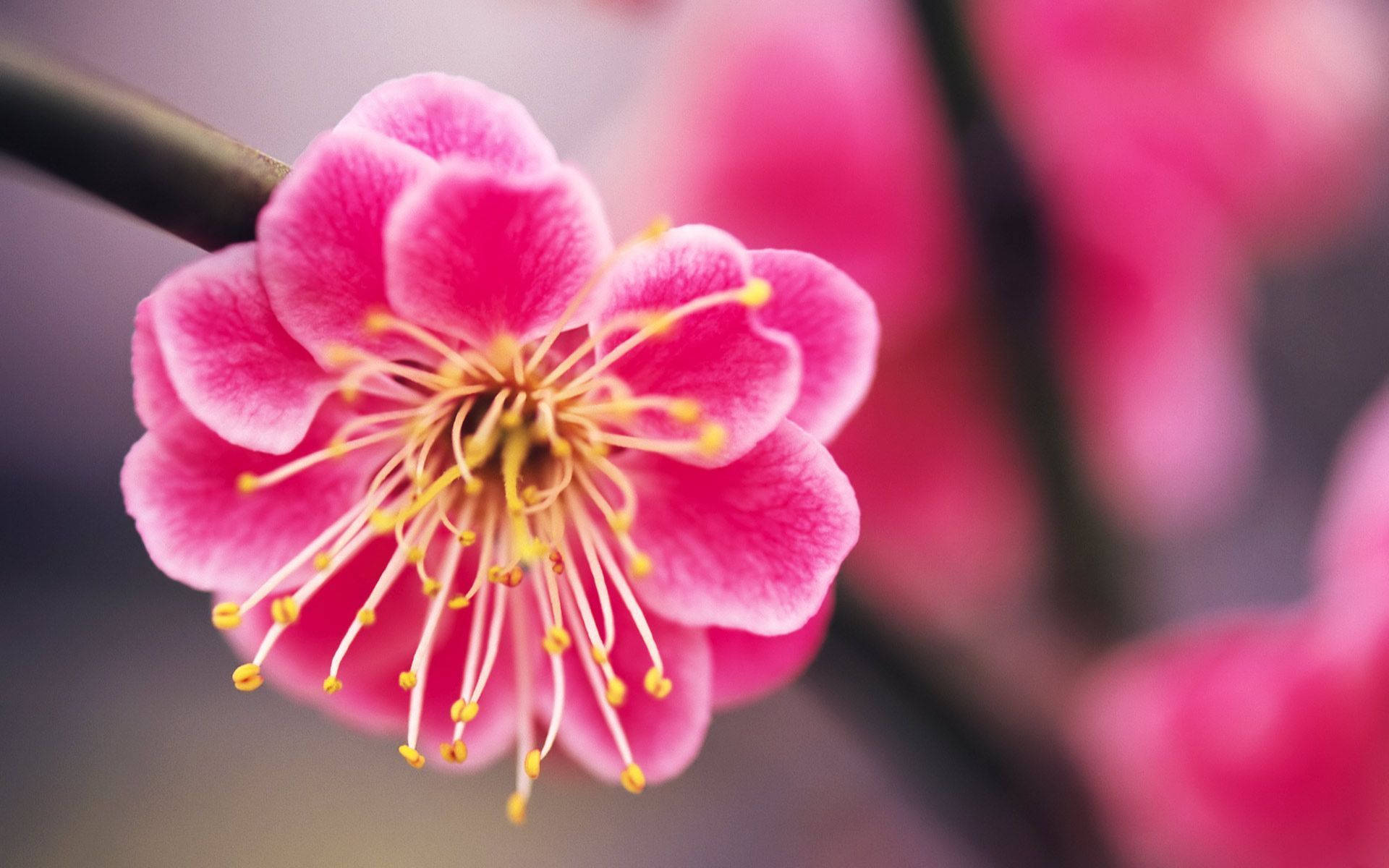 Tilt-shift Blur Of Pink Plum Blossom Flowers Wallpaper