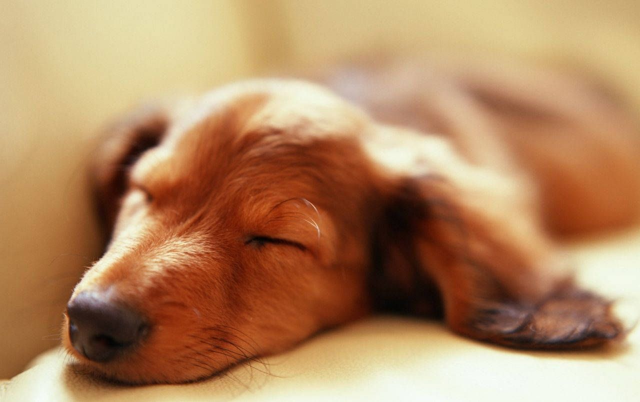 Tilt-shit Blur Of Sleeping Dog Background