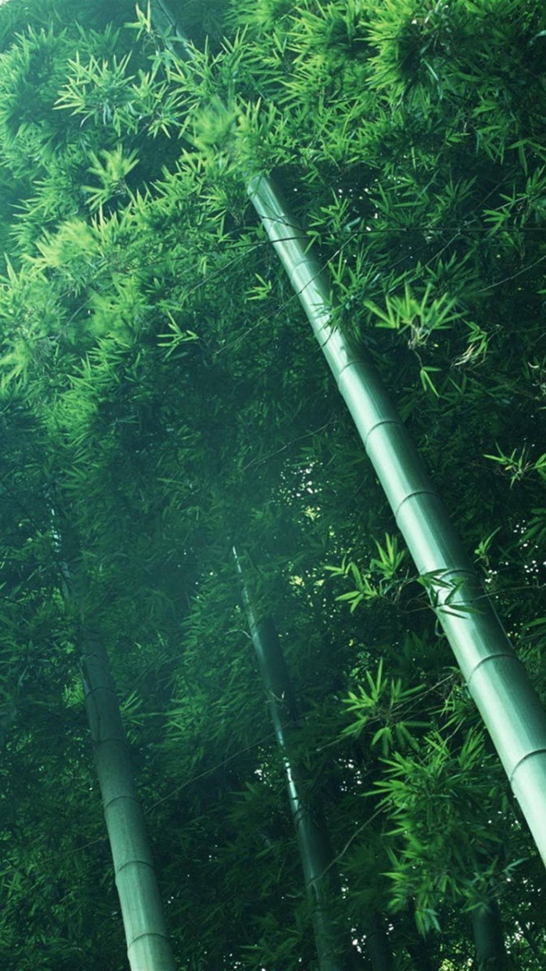 Forestadi Bambù Inclinata Per Iphone Sfondo