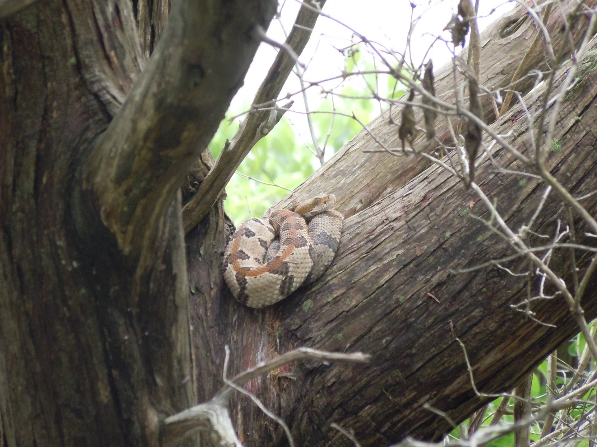 Majestic Timber Rattler snake coiled on a large tree. Wallpaper
