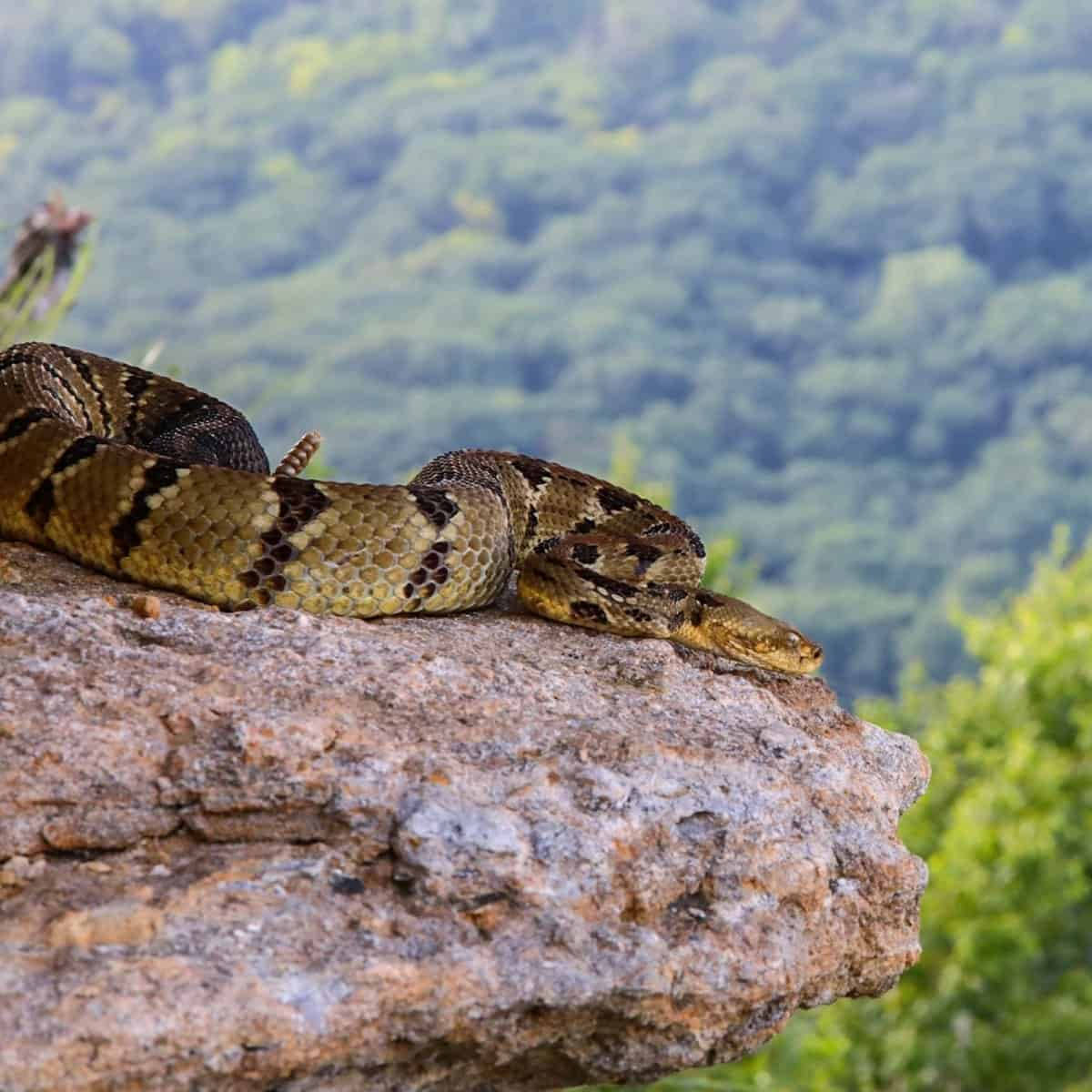Timber Rattler Snake Mountain Rock Wallpaper