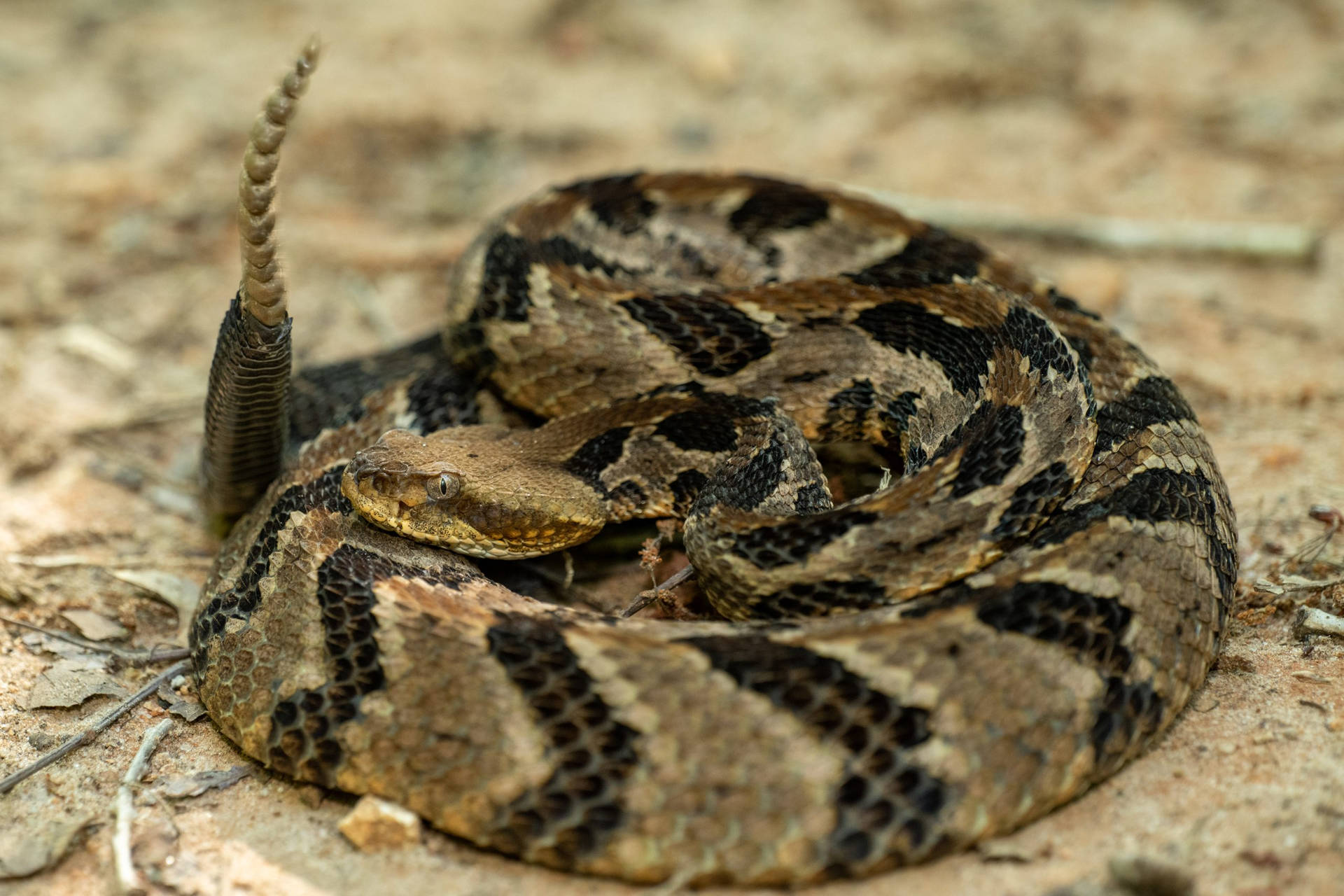 Timber Rattler Snake On A Lime Stone Wallpaper