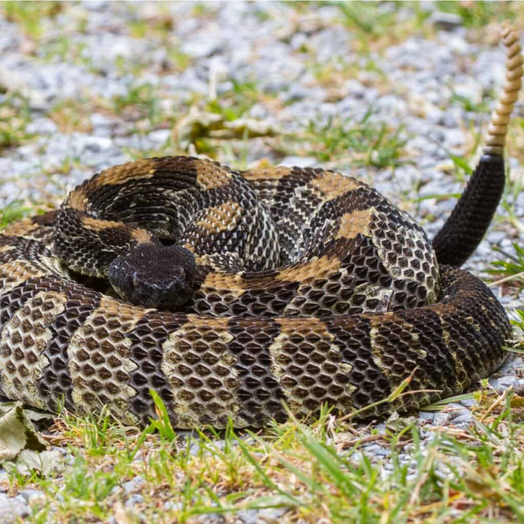 Timber Rattler Snake On Ground With Stones Wallpaper