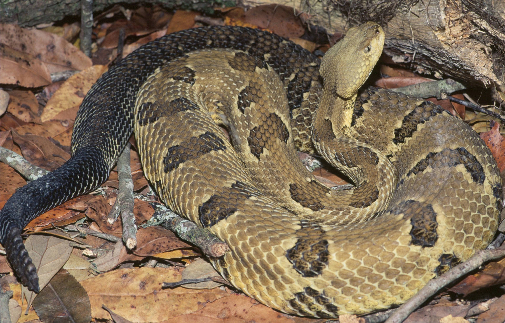 Timber Rattler Snake With Black Tail Wallpaper