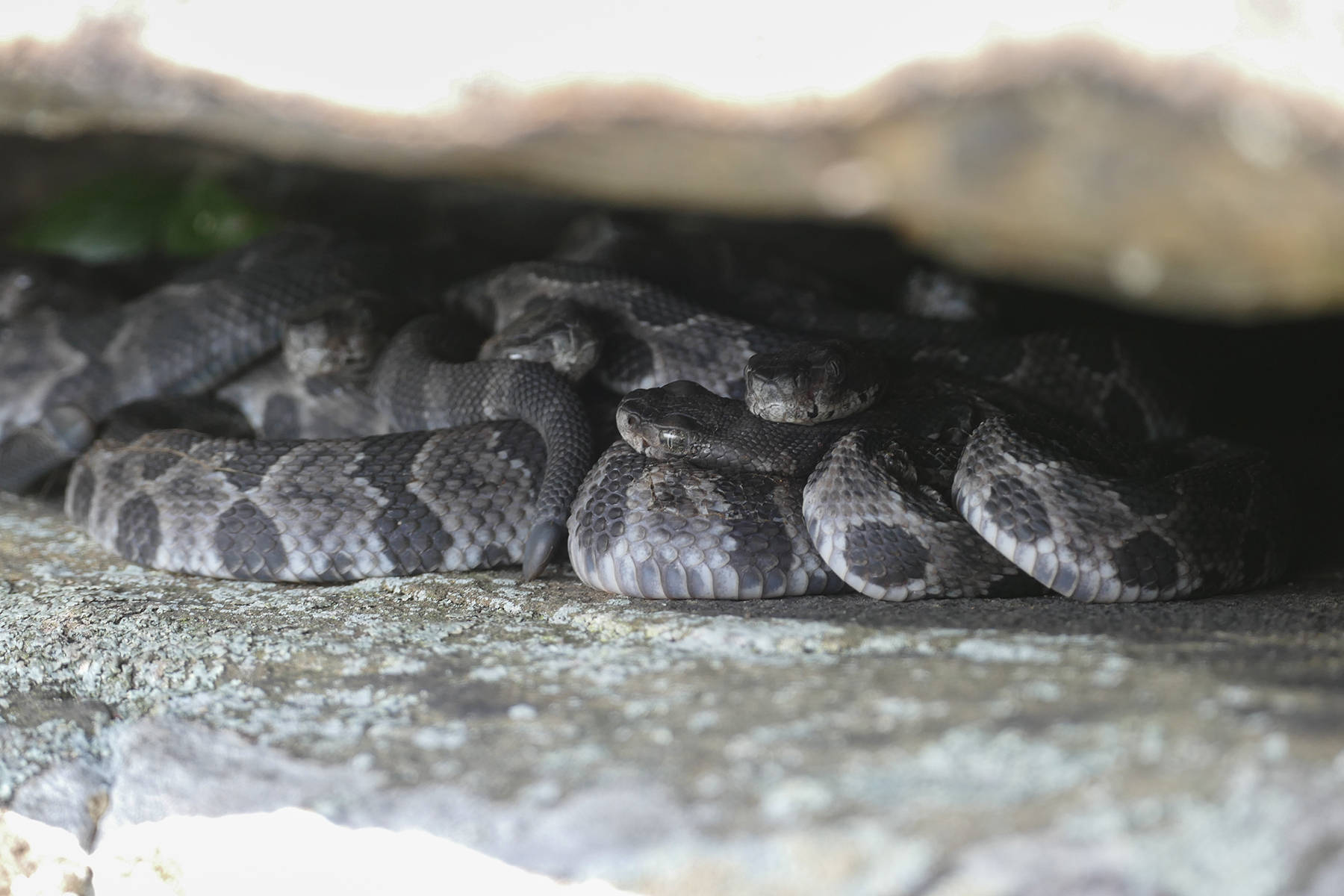 Serpientesde Cascabel Madereras Escondiéndose En Una Roca. Fondo de pantalla