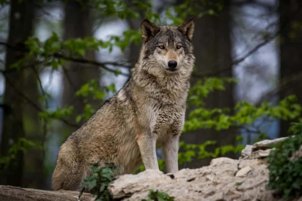Melanistic Timber Wolf + Sea Wolf Therian Wallpaper in 2023