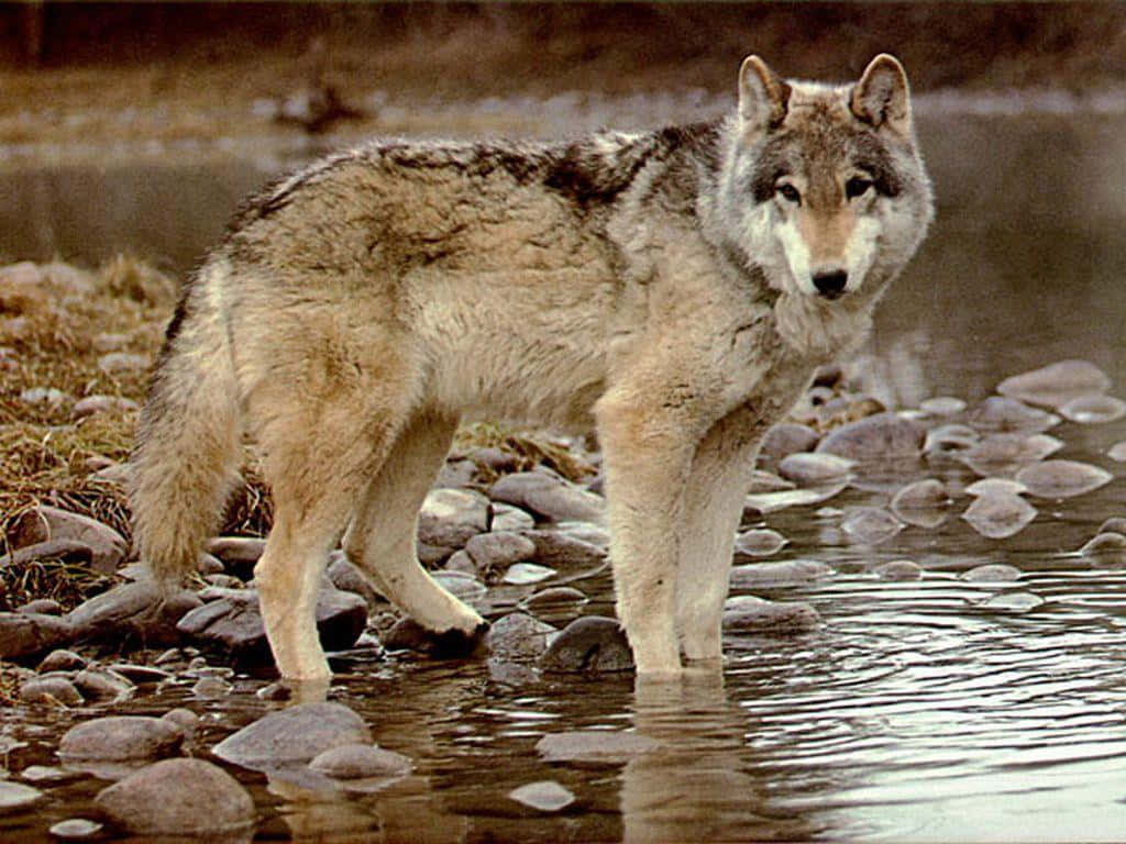 Majestic Timber Wolf in the Wilderness Wallpaper