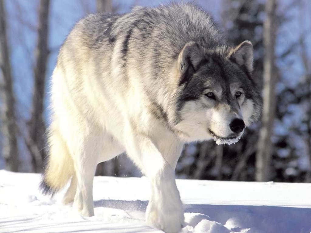 Majestic Timber Wolf in a Snowy Forest Wallpaper