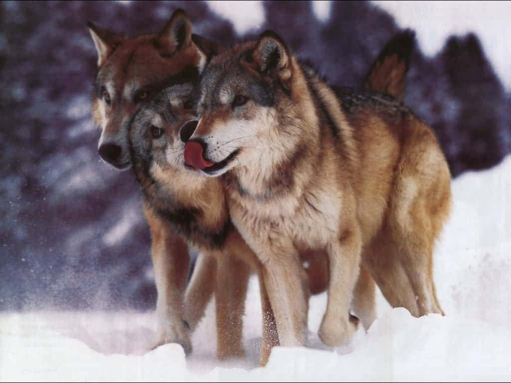 timberwolf wallpaper