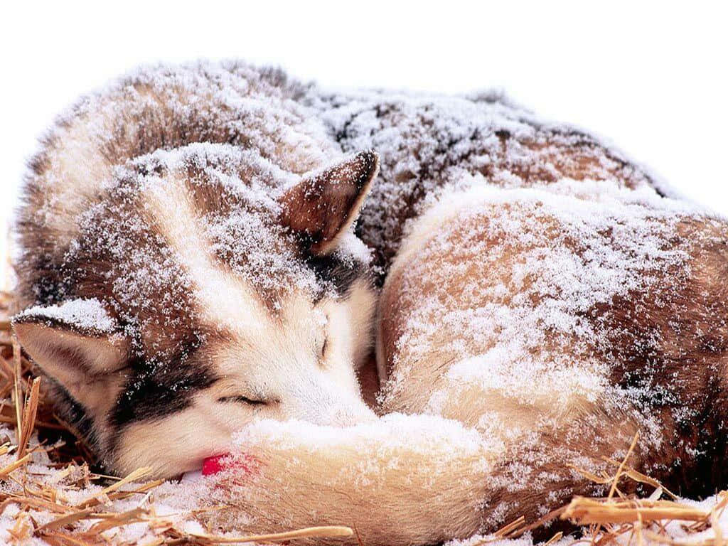 Majestic Timber Wolf in a Snowy Landscape Wallpaper