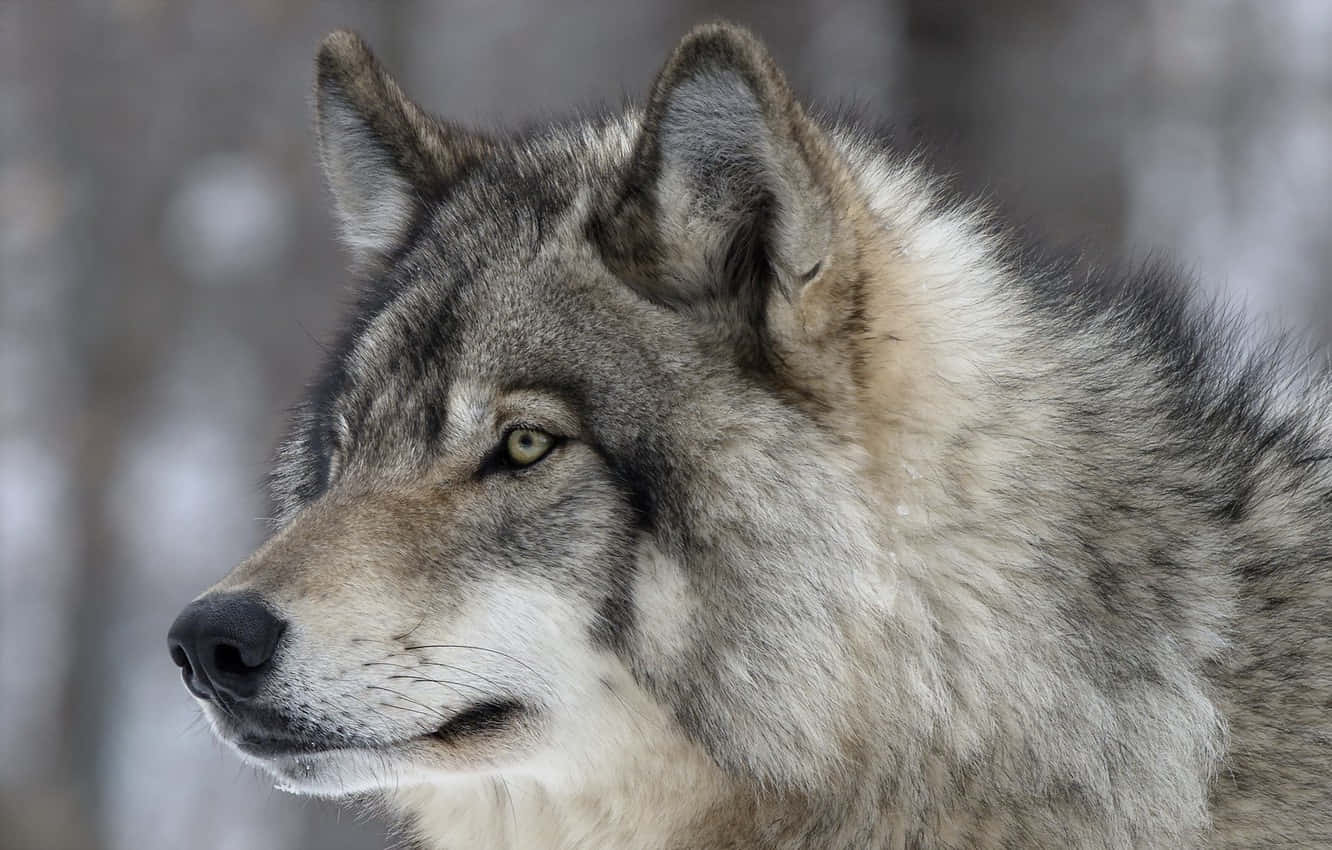 Majestic Timber Wolf in Natural Habitat Wallpaper