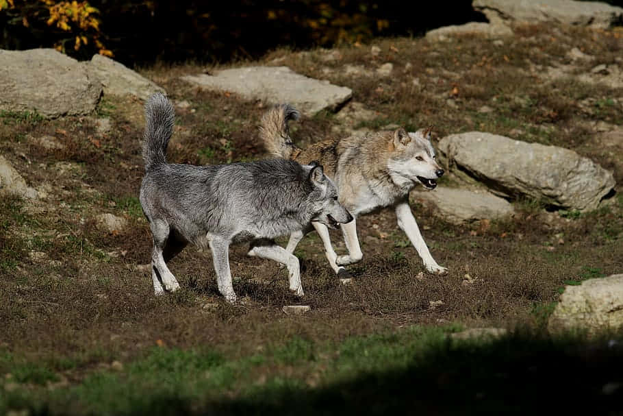 Majestic Timber Wolf Stalking Through The Forest Wallpaper