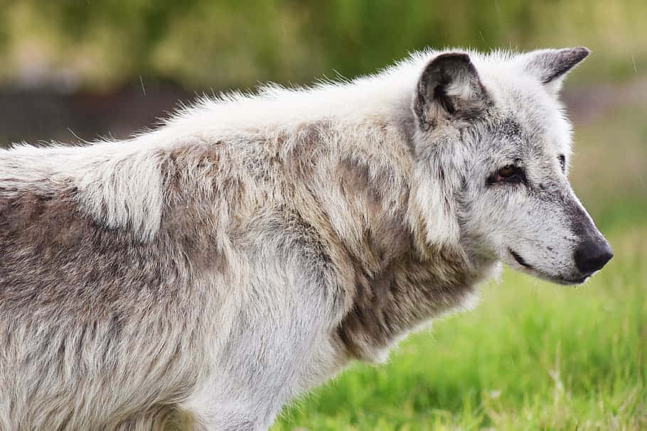 Majestic Timber Wolf in the Wild Wallpaper